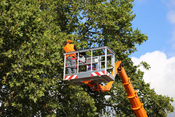 Best Tree Cabling and Bracing  in Dooms, VA