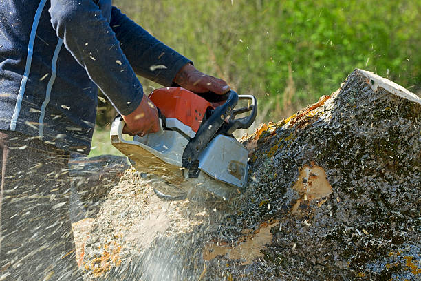 Best Tree Removal  in Dooms, VA