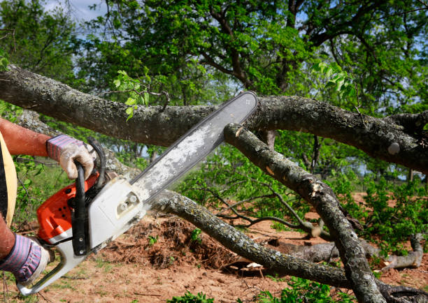 Best Commercial Tree Services  in Dooms, VA
